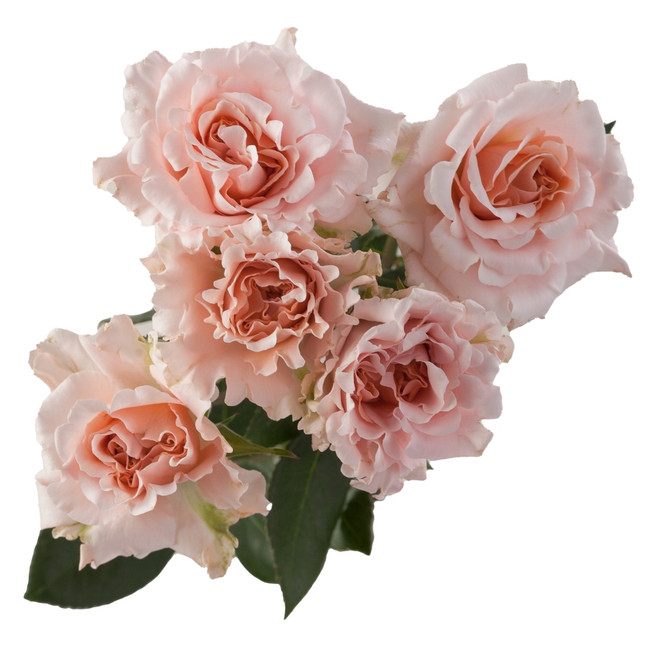 Rose Spray Be Loving Rosaprima