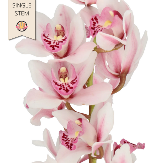 Cymbidium Mini Blush Holl