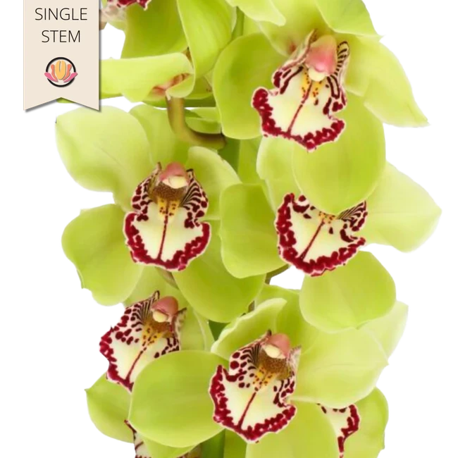 Cymbidium Mrs RobinHood holl(S