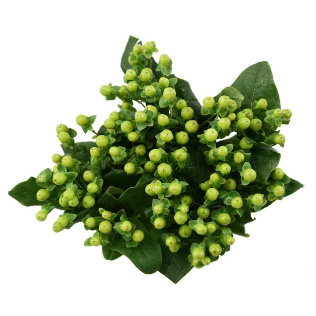 Hypericum Jungle Romance 70cm