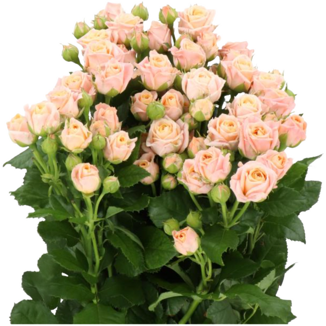 RoseSpray Peach holl - SR PEACH