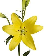 Lily La Yellow tessa