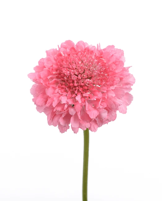 Scabiosa Candy misty