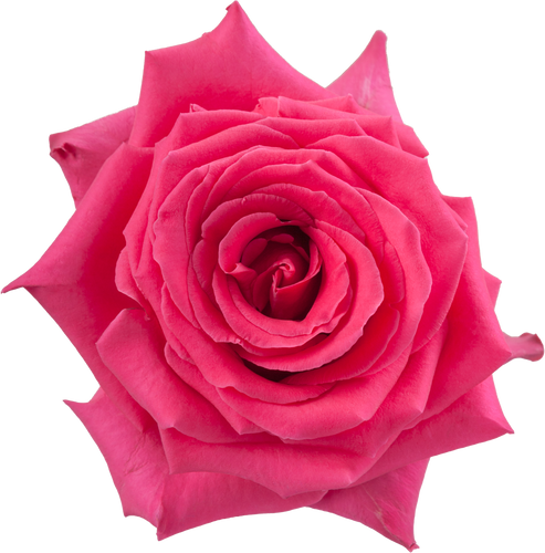 Rose Full Monty 70cm rprima