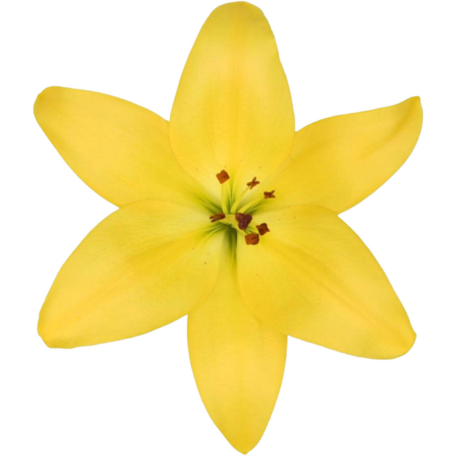 Lily La Yellow esmeralda