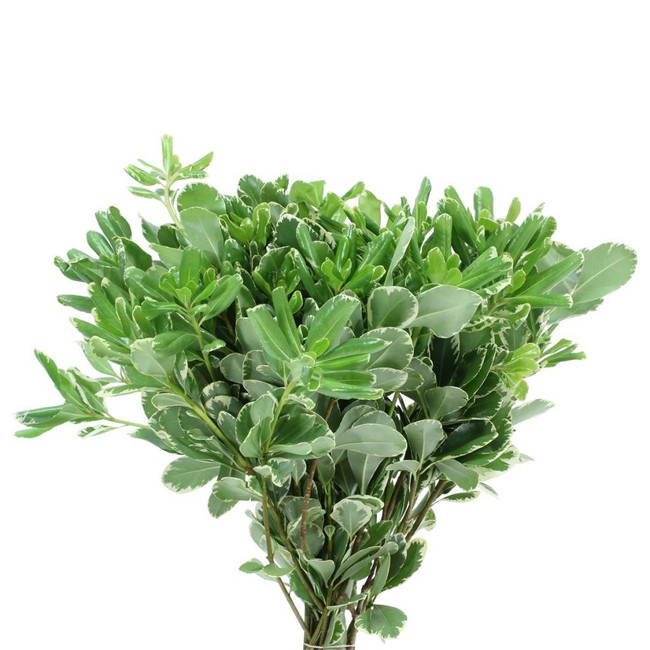 Pittosporum Varig.