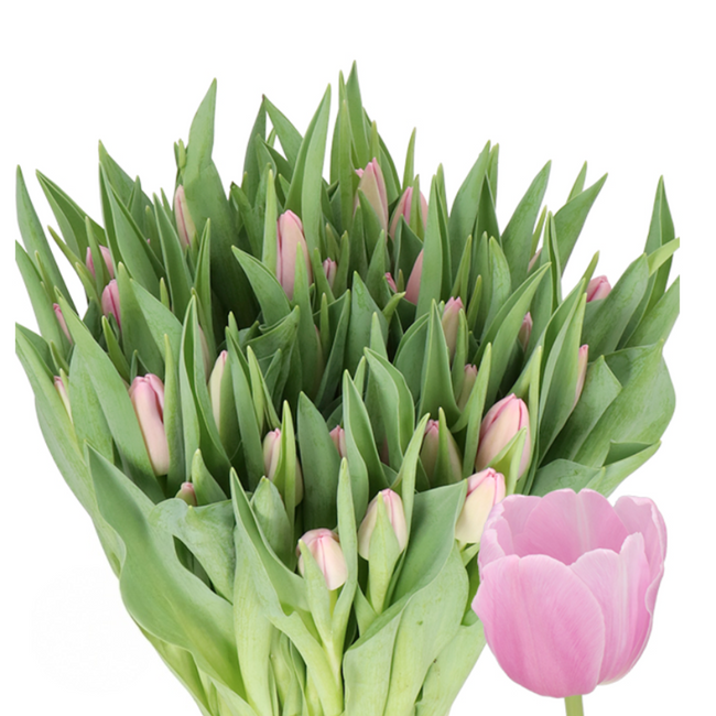 Tulip Argos holl