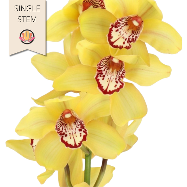 Cymbidium Yellow holl (stem)