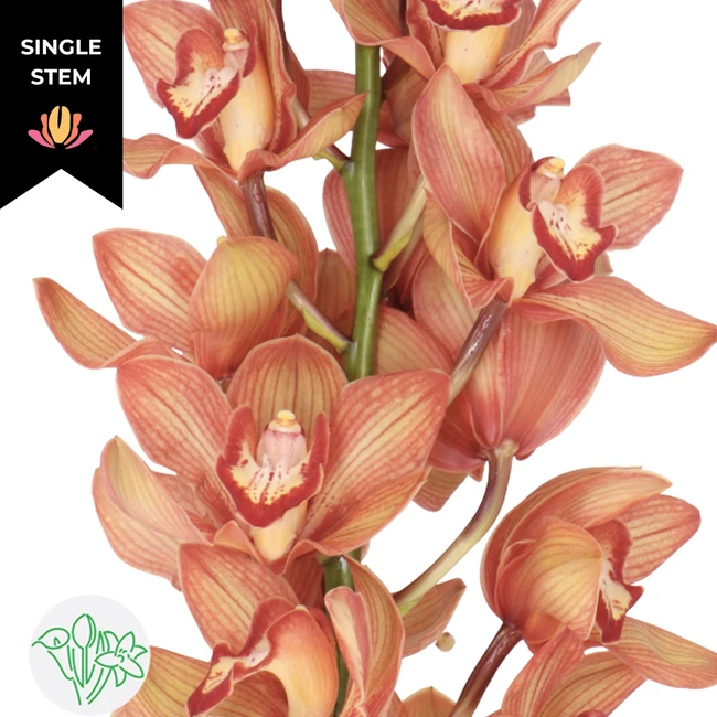Cymbidium Orange (stem) holl 8
