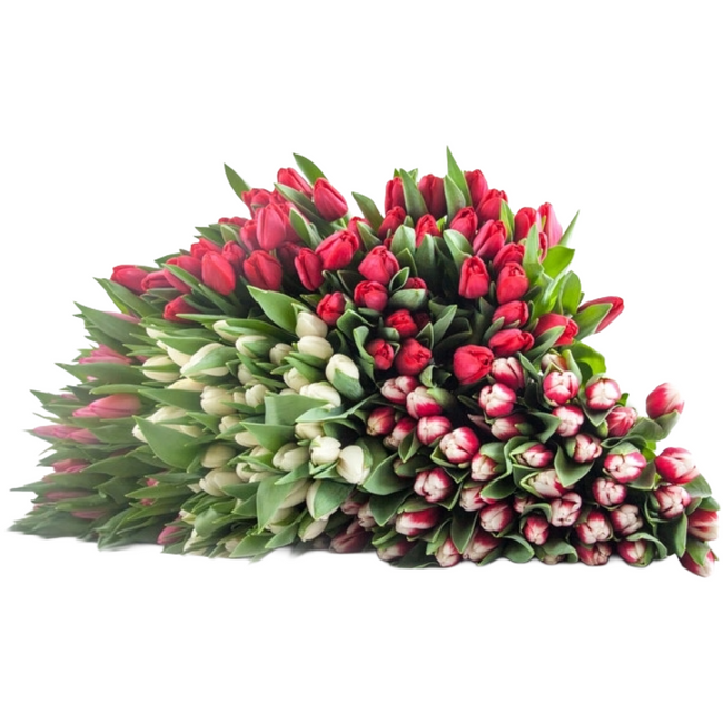 Tulip Asst Vday(12case)holl