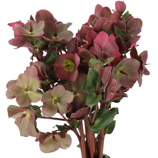 Hellebous Dbl Ellen Red holl