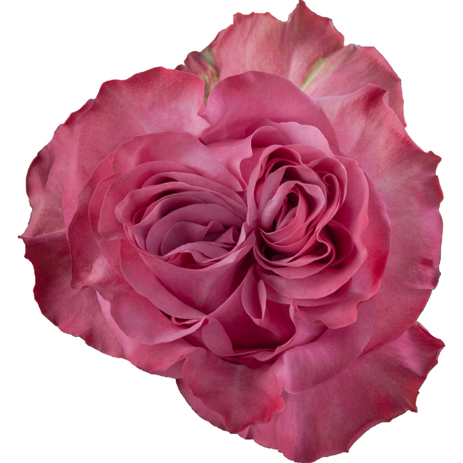 Rose Country Blues 50cm rprima