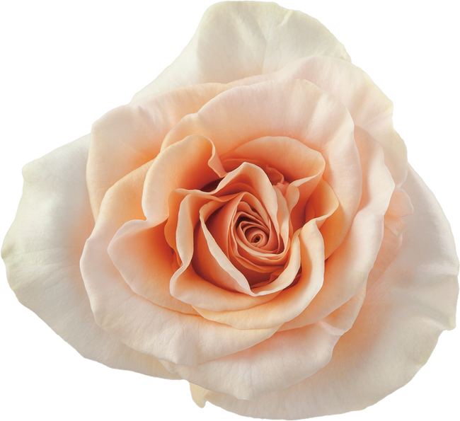 Rose Phoenix 50cm rprima