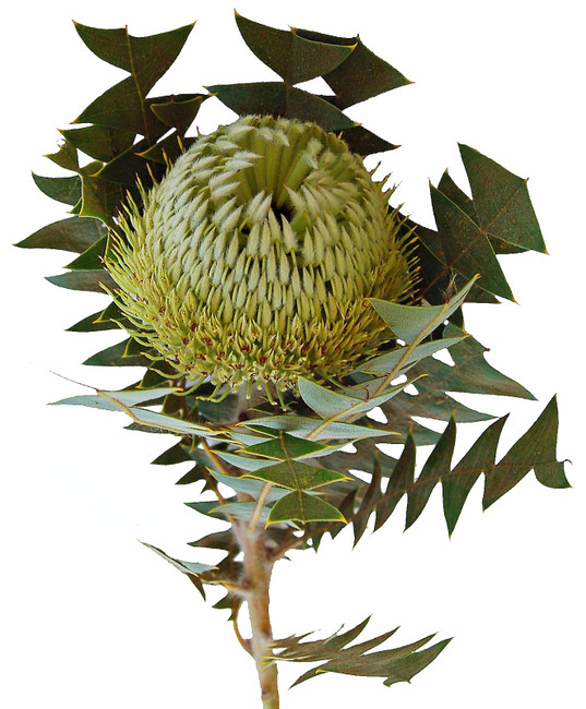 Banksia Green holex