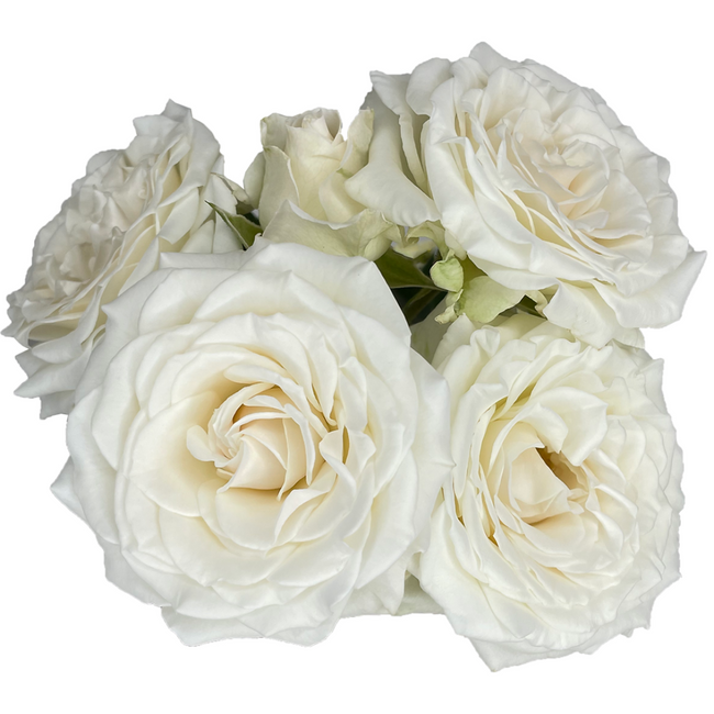 RoseGarden Jeanine florecal