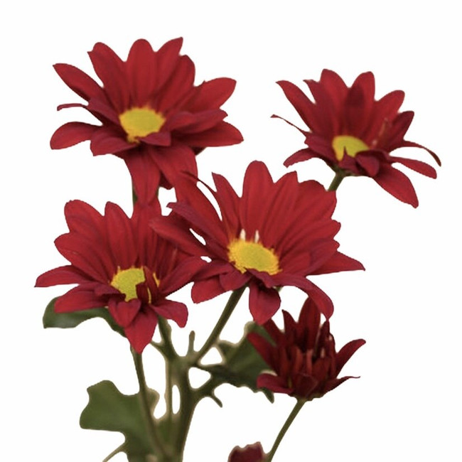 Pom Daisy Nerello(Red) RIO