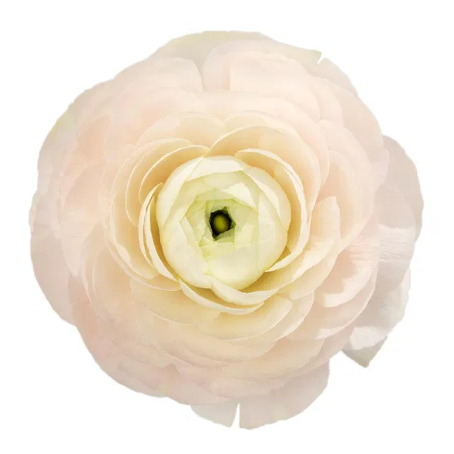 Ranunculus Blush rprima