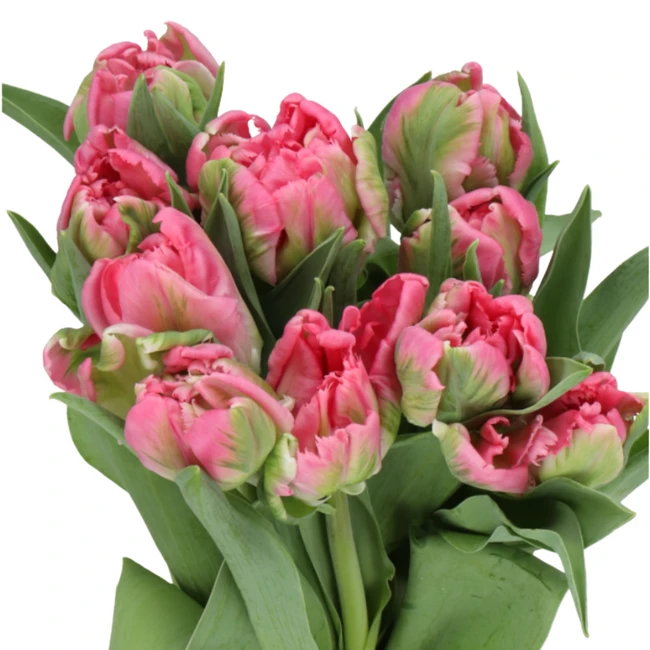 Tulip Globe Parrot holl