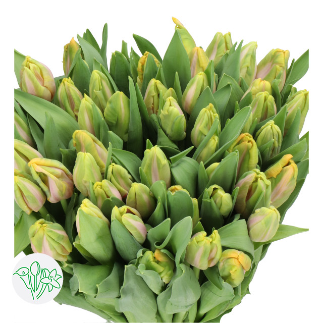 Tulip Org Air Parrot holl