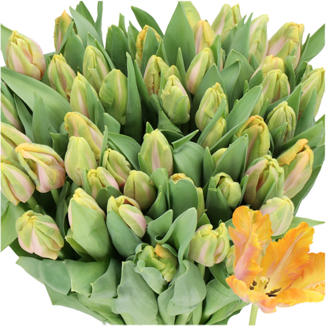 Tulip Org Air Parrot holl