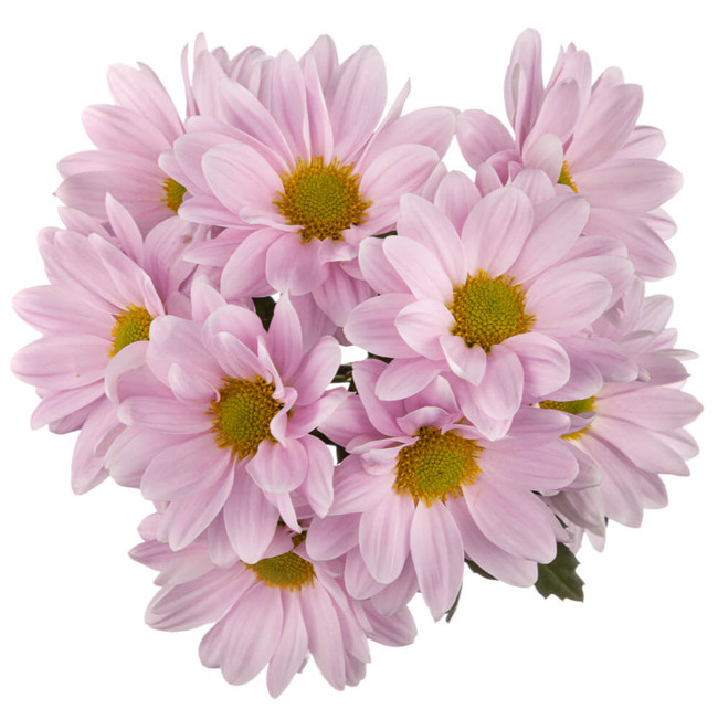 Pom Daisy Pink Reagan rio