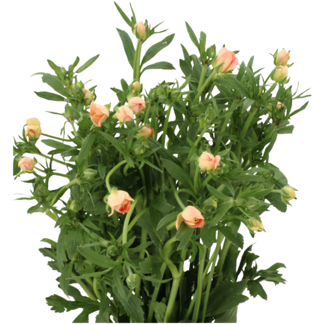 Ranunculus Butterfly Eris holl