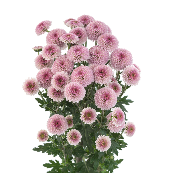 Pom MicroButton Lav. Dotty