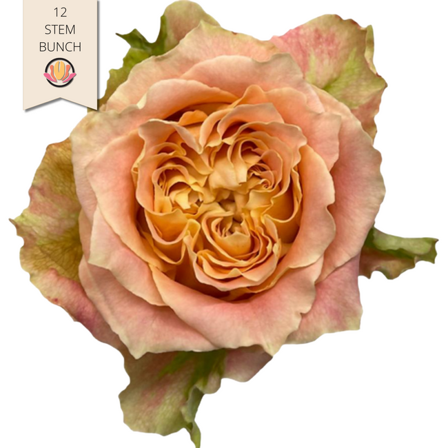 Rose Garden Louise 40cm florec