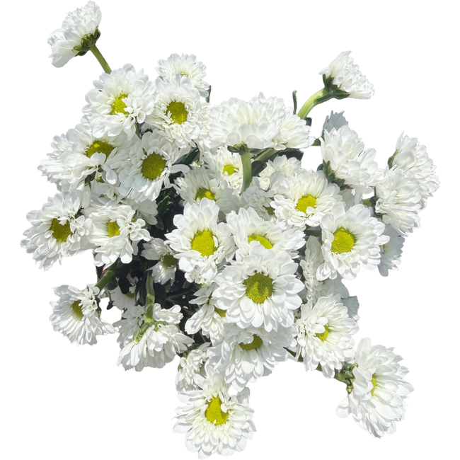 Pom MicroDaisy KatyWhite Sole