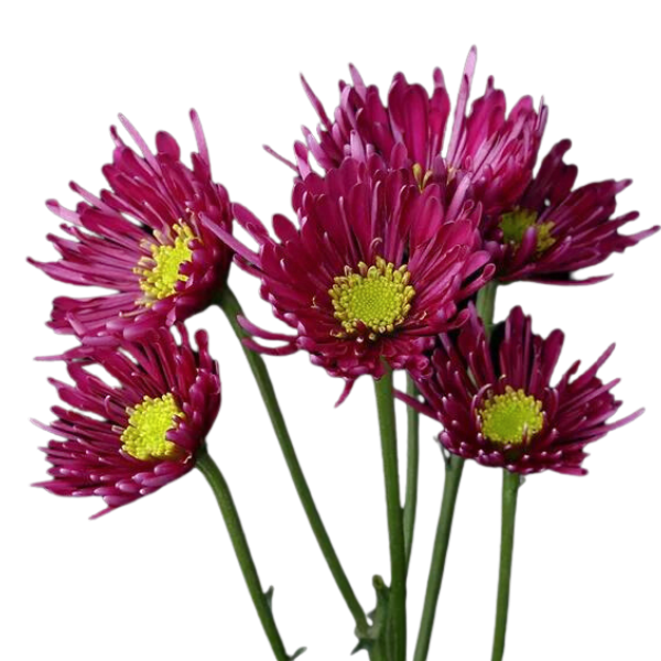 Pom Nov. Troyes Pur. SOLE