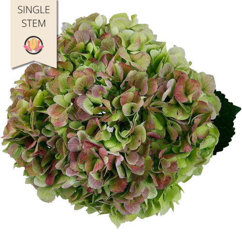 Hydrangea Ant Green hydraflora