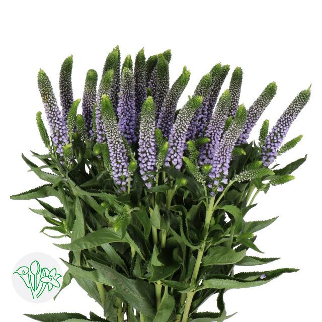 Veronica Smart June holl