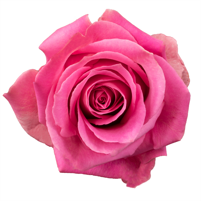 Rose Sweet Memory 50cm rprima