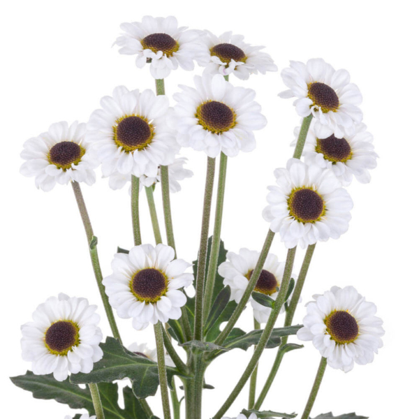 Pom Micro Daisy Ying Yang gold