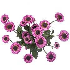 Pom Micro Daisy Molly golden