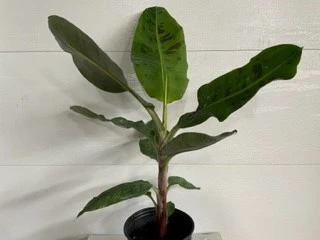 10" Banana Cavendish