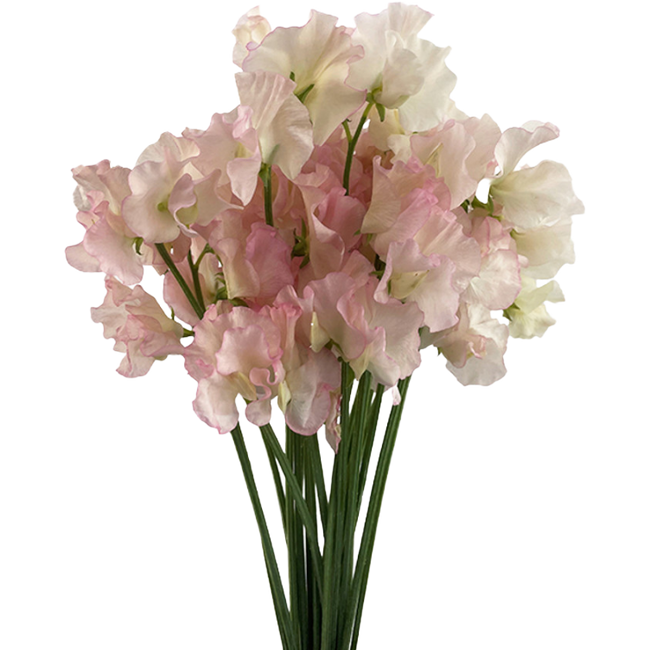 Sweet Pea Miki holex