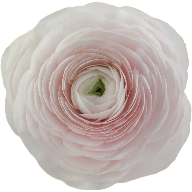 Ranunculus Cloni Hanoi, Rosaprima