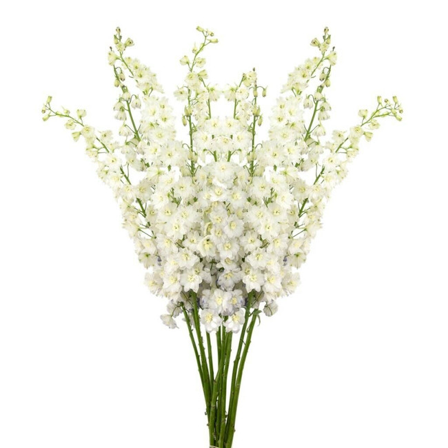 Delph White Hybrid 70cm la tos