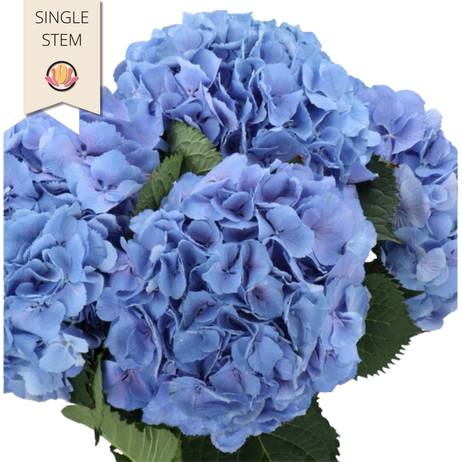 Hydrangea Blue Holex (stem)