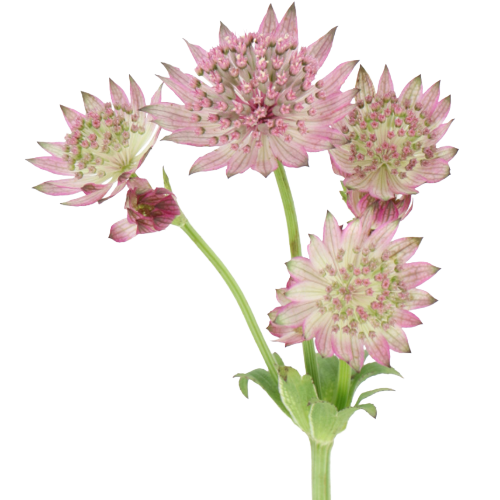 Astrantia Roma holex - ASTR ROM