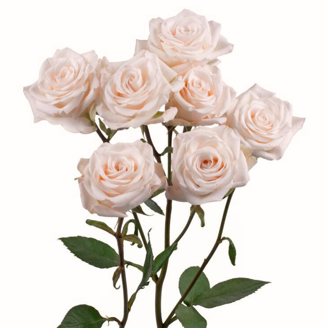 RoseSpray Volans sunrite