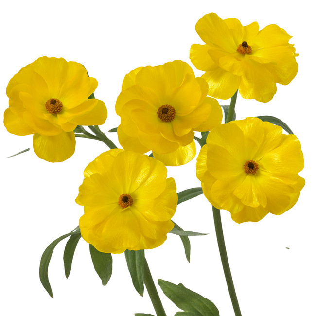 Ranunculus Butterfly Phytalos Yellow chile