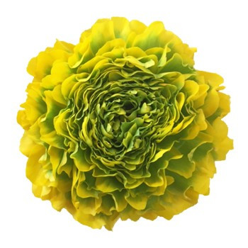 Ranunculus Pon Pon Yellow rpri