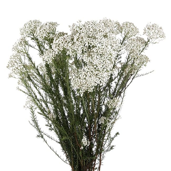 Riceflower White 70cm esmerald