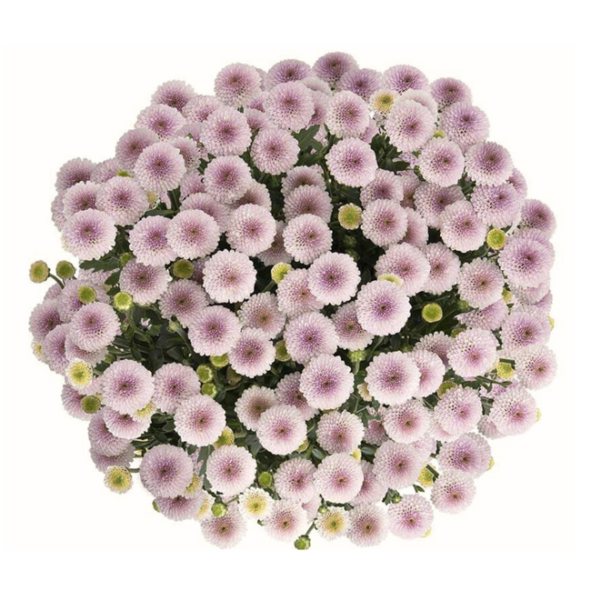 Pom Micro Button Soft ( Lt.Pk) gdns