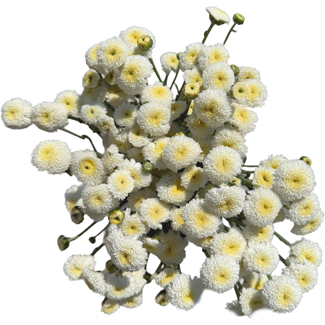 Pom MicroButton SoftWhite Gardens