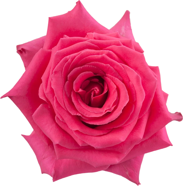 Rose Fully Monty 50cm priv col