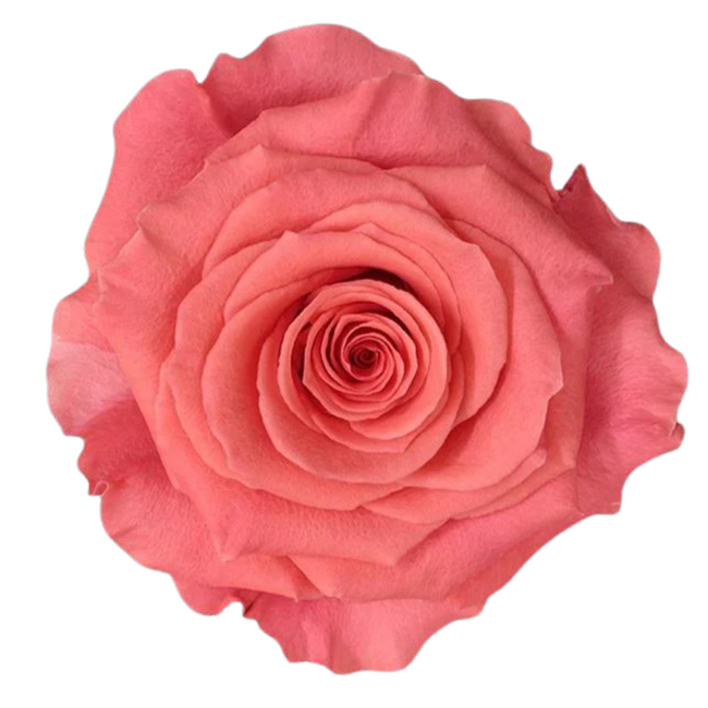 Rose Amsterdam 60cm rprima