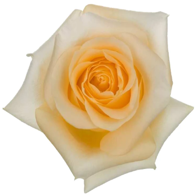 Rose Creme De la Creme 50cm te